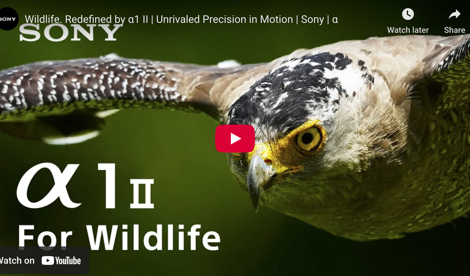 video cover image of a bird in flight